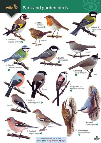 Park and garden birds - park, wildid