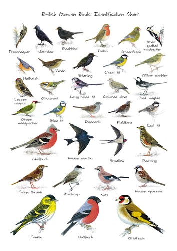 British garden birds poster - garden,