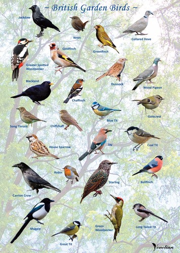 British garden birds - british,