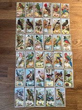 Wills (Australia) Birds of