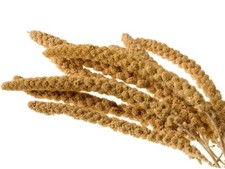 Millet Sprays Sprigs Caged