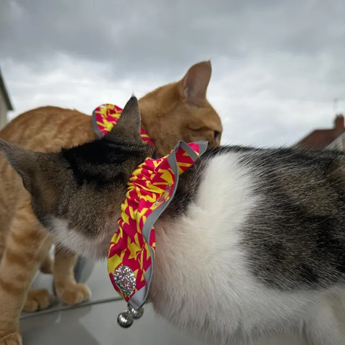 Protect birds stop - stop, cats