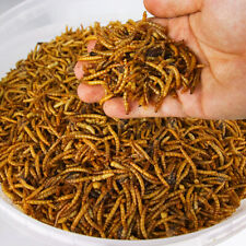 Dried Mealworms - Premium Wild
