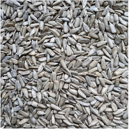 Leagrams jumbo sunflower - jumbo,