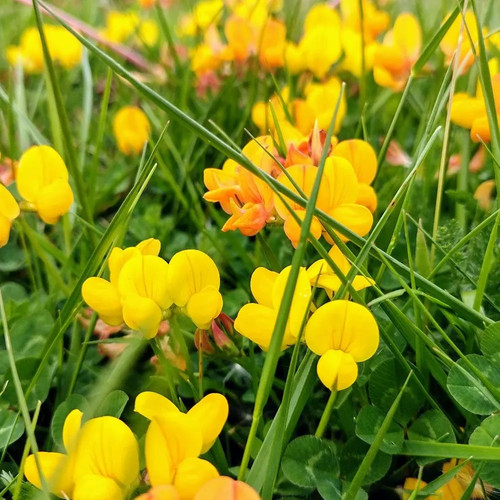 Lotus corniculatus birds - corniculatus,