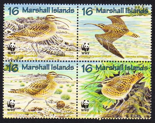 Birds bristle thighed curlew - birds,