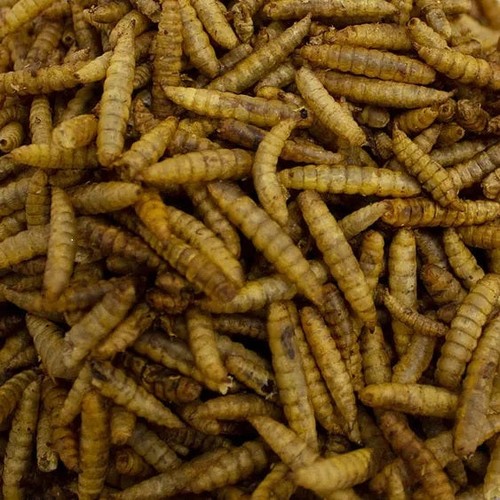 Leagrams calci worms for wild - leagrams,